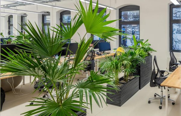 Büropflanzen Innenraumbegrünung Stadtbotaniker Marburg Gießen Büropflanzen Pflanzenpflege Hydrokultur